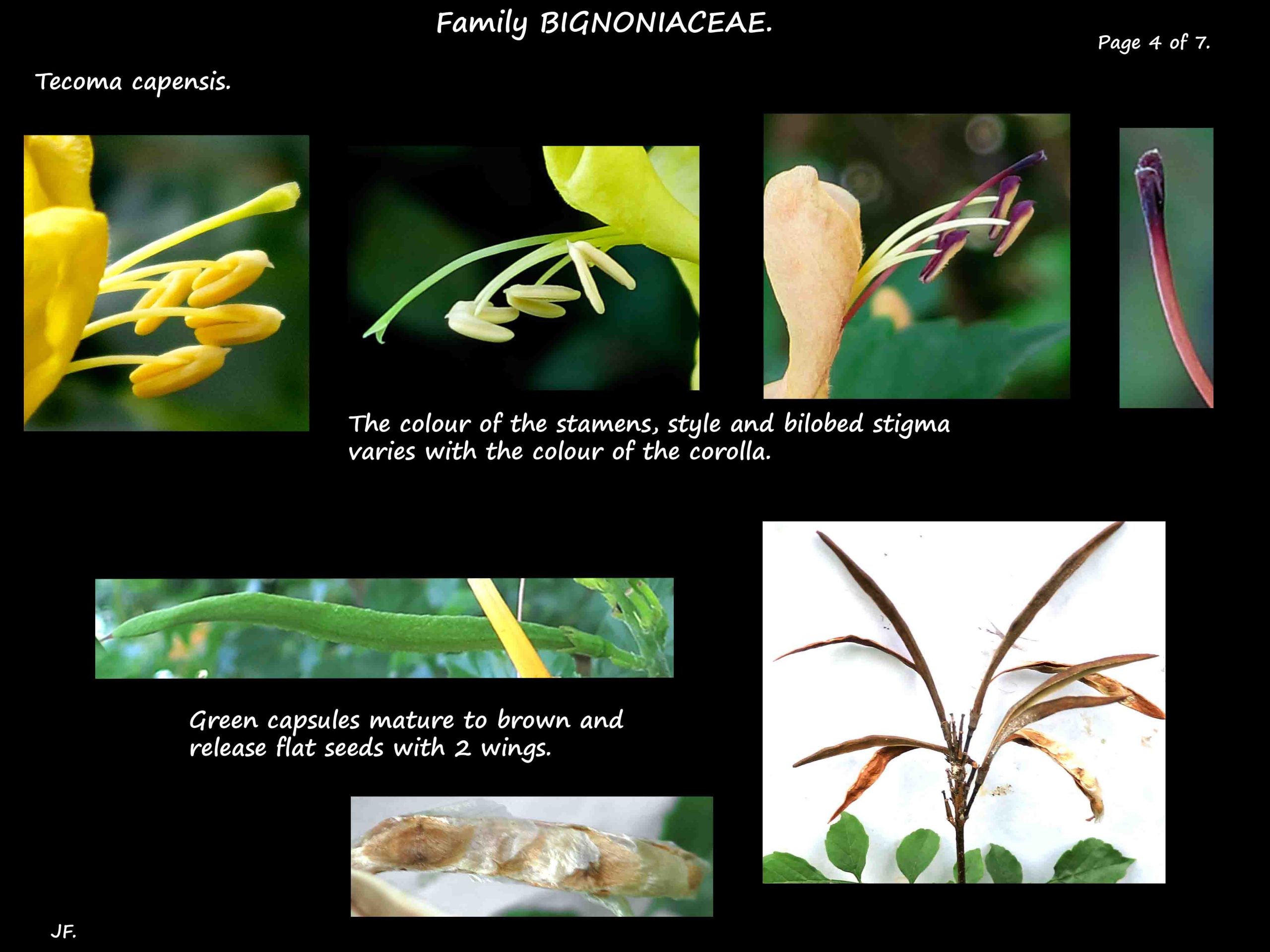 4 Tecoma capensis stamens & fruit